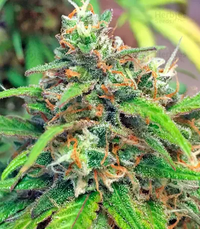 Blue Mystic strain