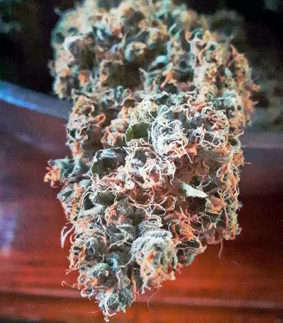 Bubble Gum Seeds