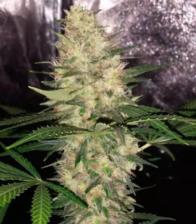 Critical Sensi Star (Delicious Seeds)