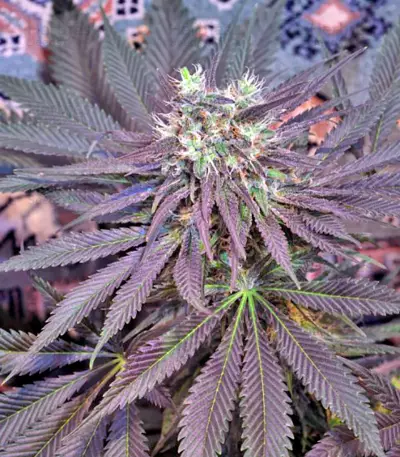 Chill-OM Seeds