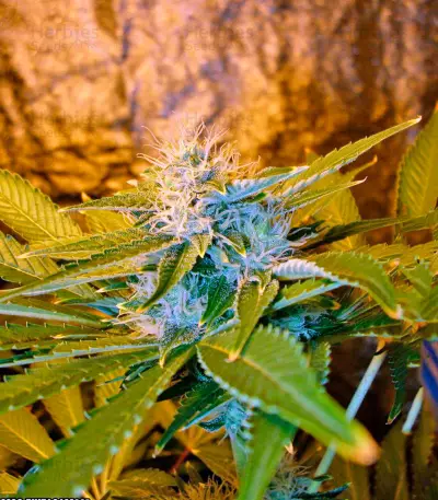 Chronic Haze Seeds