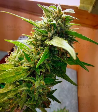 Graines de cannabis Dutch Kush (Paradise Seeds)