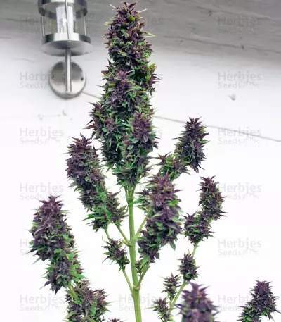 Frisian Duck Seeds