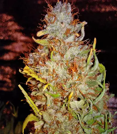 Ganesh regular (Mandala Seeds)