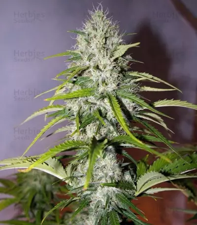 Grapefruit Auto Seeds