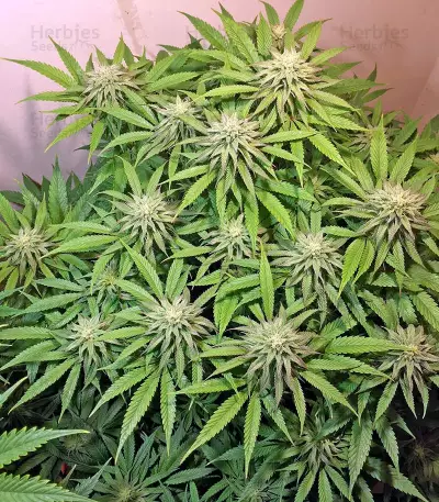Lemon Garlic OG feminized seeds