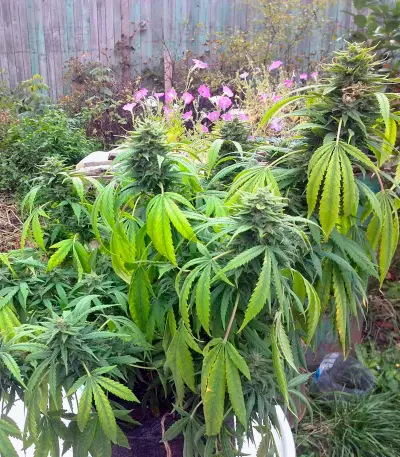 Orange Hill Special feminized seeds