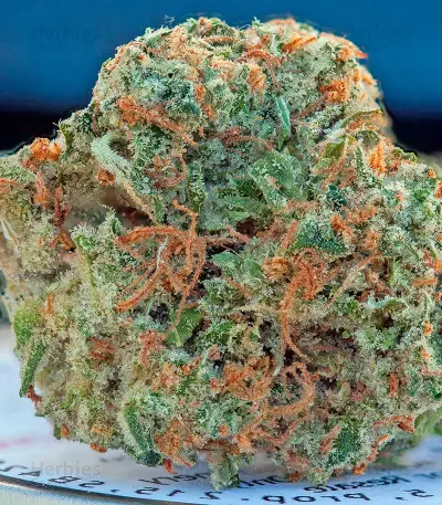 Original Strawberry Cough (Dinafem Seeds)