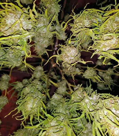 Pineapple Skunk Seeds