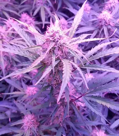 Semi femminizzati Spinning Buzz Kick Auto