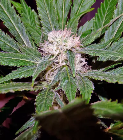 SAD Sweet Afgani Delicious S1 fem (Sweet Seeds)