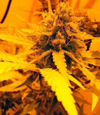 Cream Mandarine XL Auto Seeds