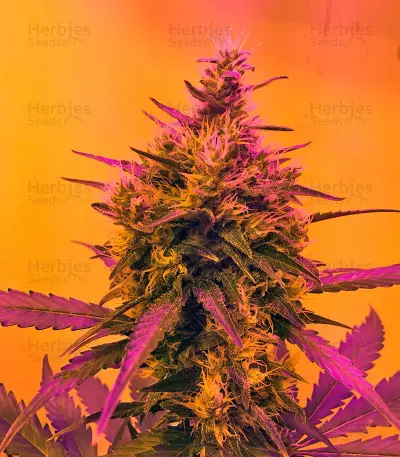 Green Poison Auto (Sweet Seeds)