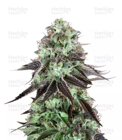 Graines de cannabis DarkStar regular (T.H. Seeds)