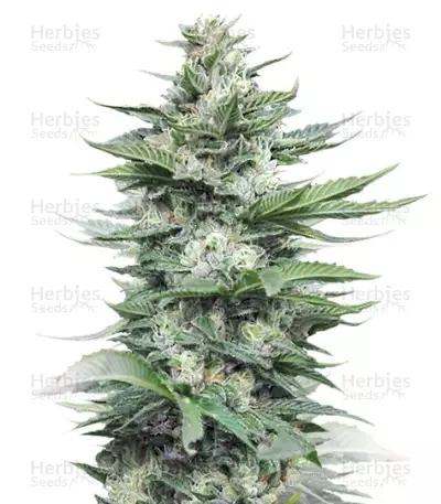 Graines de cannabis Sour Diesel #2 (Humboldt Seeds)