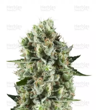 Buy Critical Kush feminized seeds (Royal Queen Seeds)