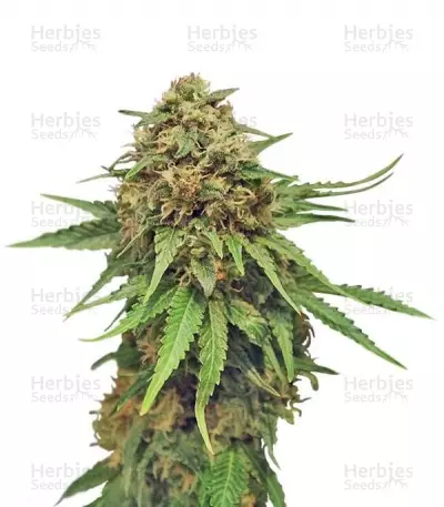 Buy Critical feminized seeds (Royal Queen Seeds)