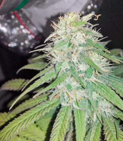 Bubba Kush Marijuana Strain