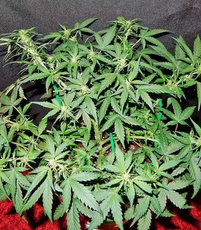 GG#4 Original Glue Auto Seeds