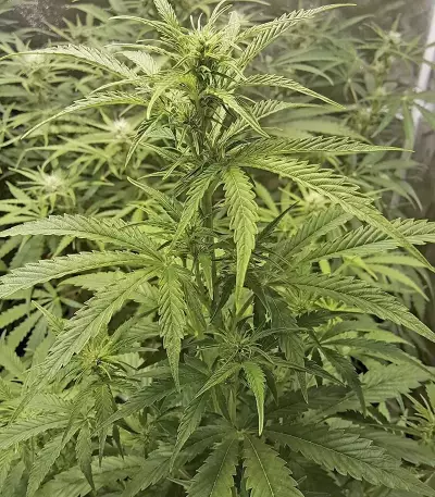 Girl Scout Cookies Auto (Cookies Auto) (Fast Buds)