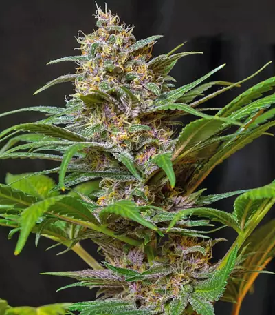 Sweet Special F1 Fast version feminized seeds