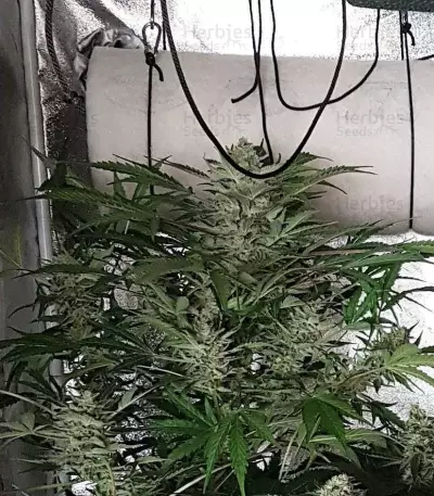 Amnesia Haze Auto (Vision Seeds)