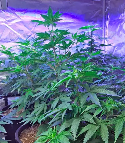 Amnesia Kush Seeds