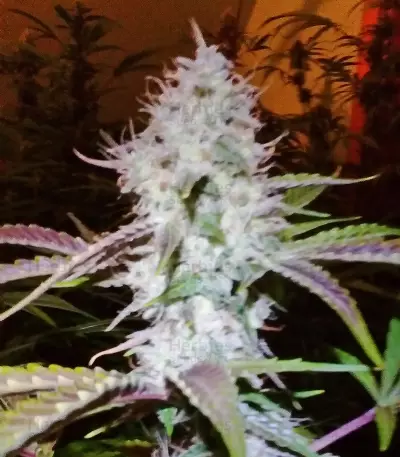 Auto AK (Female Seeds)