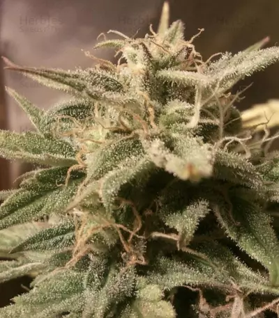 Auto Bubble Seeds