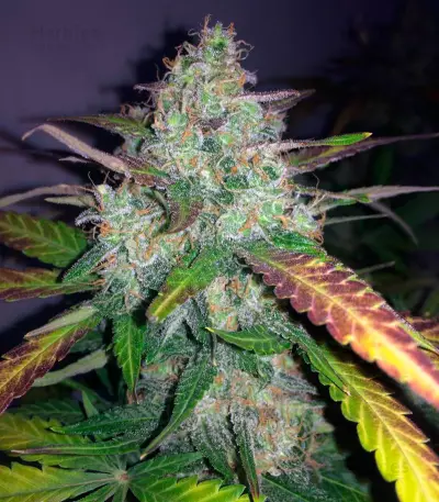 Auto Frisian Dew Seeds