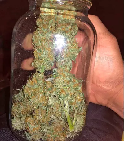 Kickass Auto feminized seeds