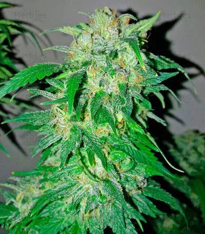 Bubba Kush Autoflowering Seeds