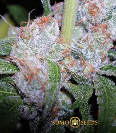 CBD Cherry Kush Seeds