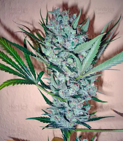 CBD Skunk Haze Seeds