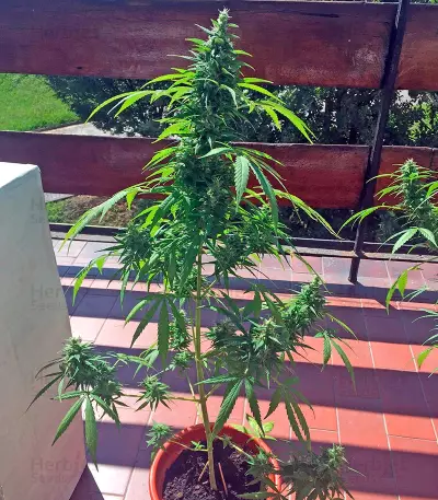 Critical + Autoflowering feminized seeds by