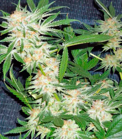 Dinachem feminized seeds