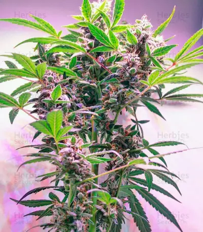 Graines de cannabis Dutch Kush (Paradise Seeds)