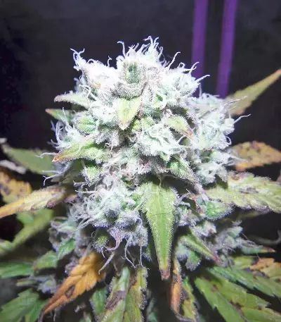 Green Crack Auto Seeds