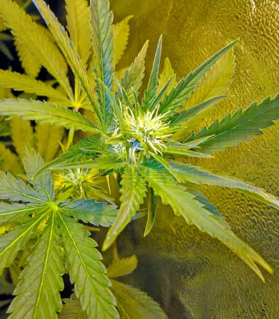 Industrial Plant (Dinafem Seeds)