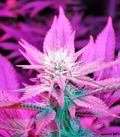 Lost Coast Hash Plant Seeds