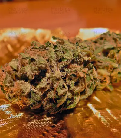 Master Kush (Dutch Passion)