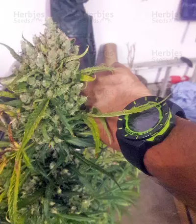 Mikromachine Auto (Kannabia Seeds)