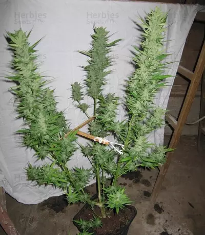Sweet Mango Auto (GHS)
