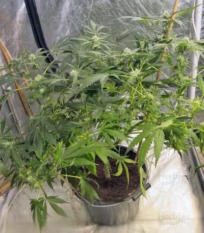 Cream 47 Seeds