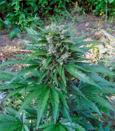 Cream Mandarine Auto Seeds