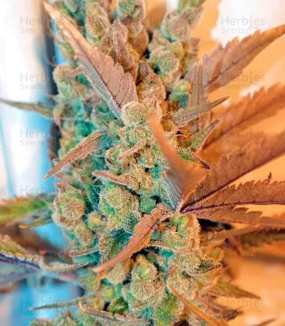 Deep Cheese Seeds