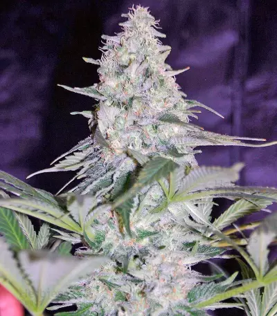 El Niño Seeds