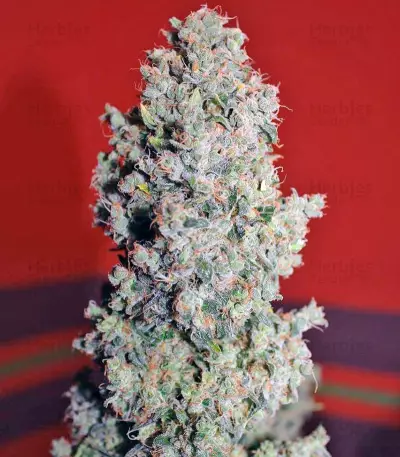 Speed Devil #2 Auto feminized seeds