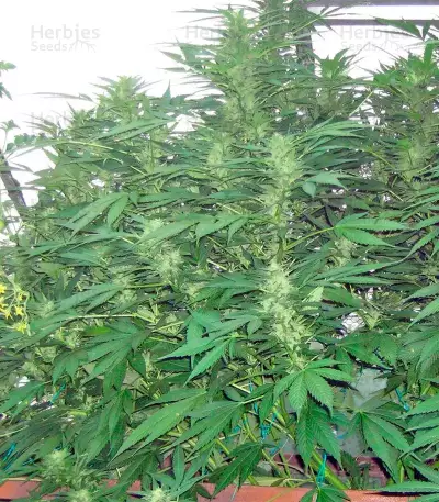 BCN Diesel Max Auto (Kannabia Seeds)