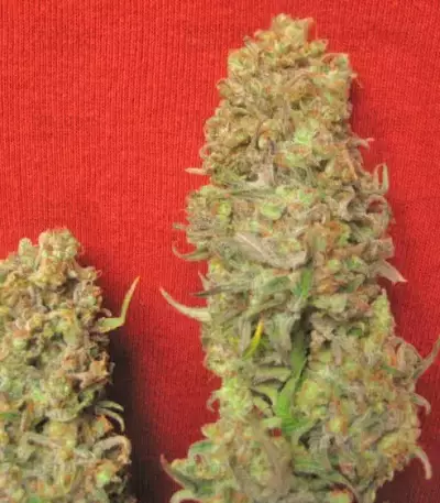 Semi femminizzati Critical Haze